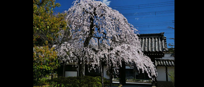 京都上品蓮台寺
