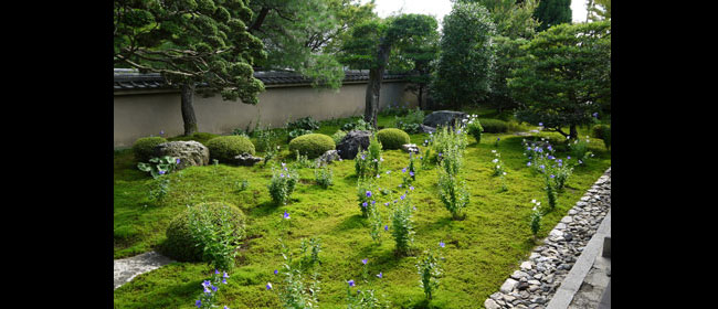 京都洛東天得院桔梗の寺