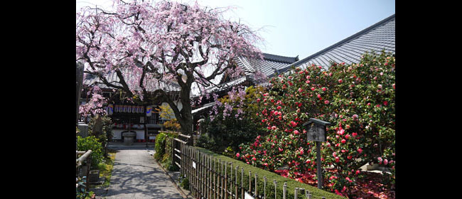 京都洛中地蔵院:椿寺