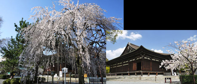 大報恩寺:千本釈迦堂