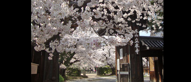 京都洛中立本寺