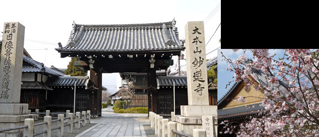 京都洛中妙蓮寺