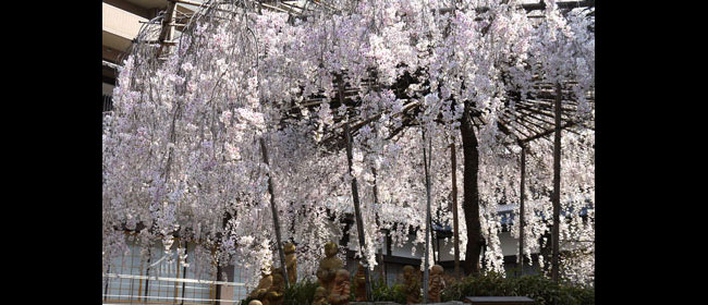 京都洛中頂法寺:六角堂