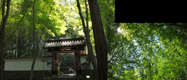 京都洛西地蔵院:竹の寺