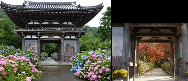 京都福知山市観音寺:あじさい寺